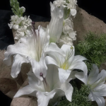 百合花束圖片