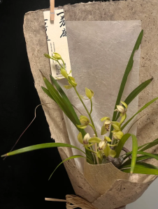 蘭花花束圖片